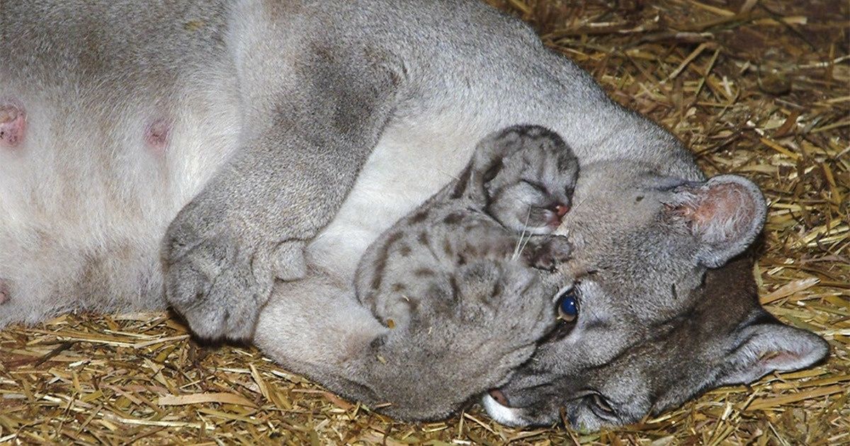 Read more about the article 23 dowodów na to, że zwierzęta są pełne czystej miłości