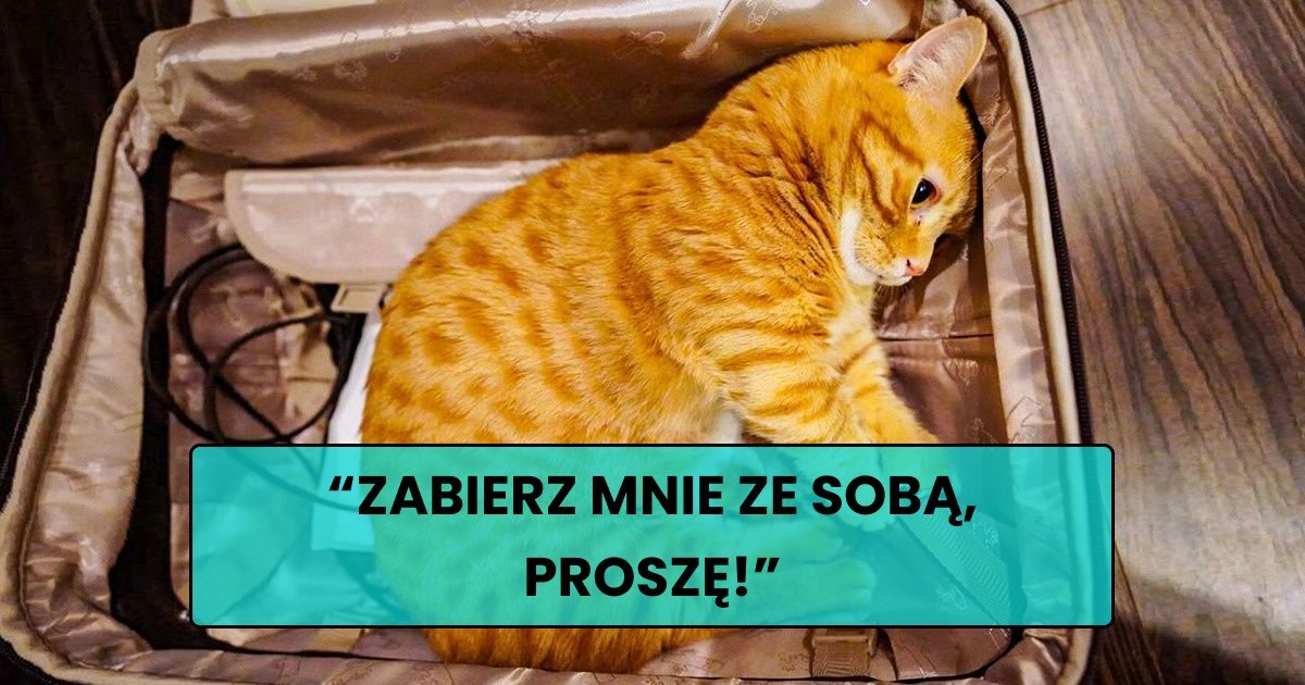 Read more about the article 17 słodkich zdjęć zwierzaków, które udowadniają, że mają w sobie mnóstwo uczuć