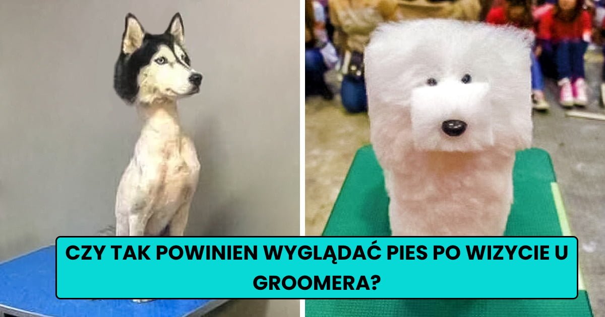 Read more about the article 13 zdjęć zwierząt, których wizyta u groomera nie poszła zgodnie z oczekiwaniami