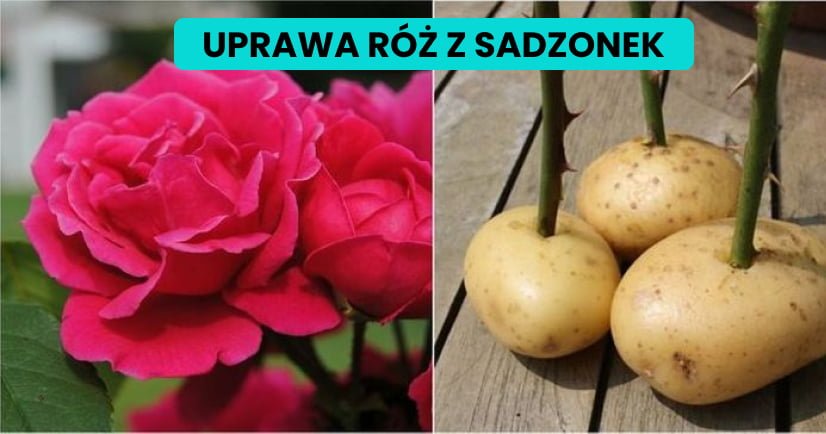 Read more about the article 17 sztuczek, które sprawią, że Twoje życie stanie się prostsze