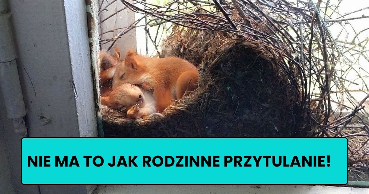 Read more about the article 14 cudownych zwierząt, które są lekiem na całe zło tego świata