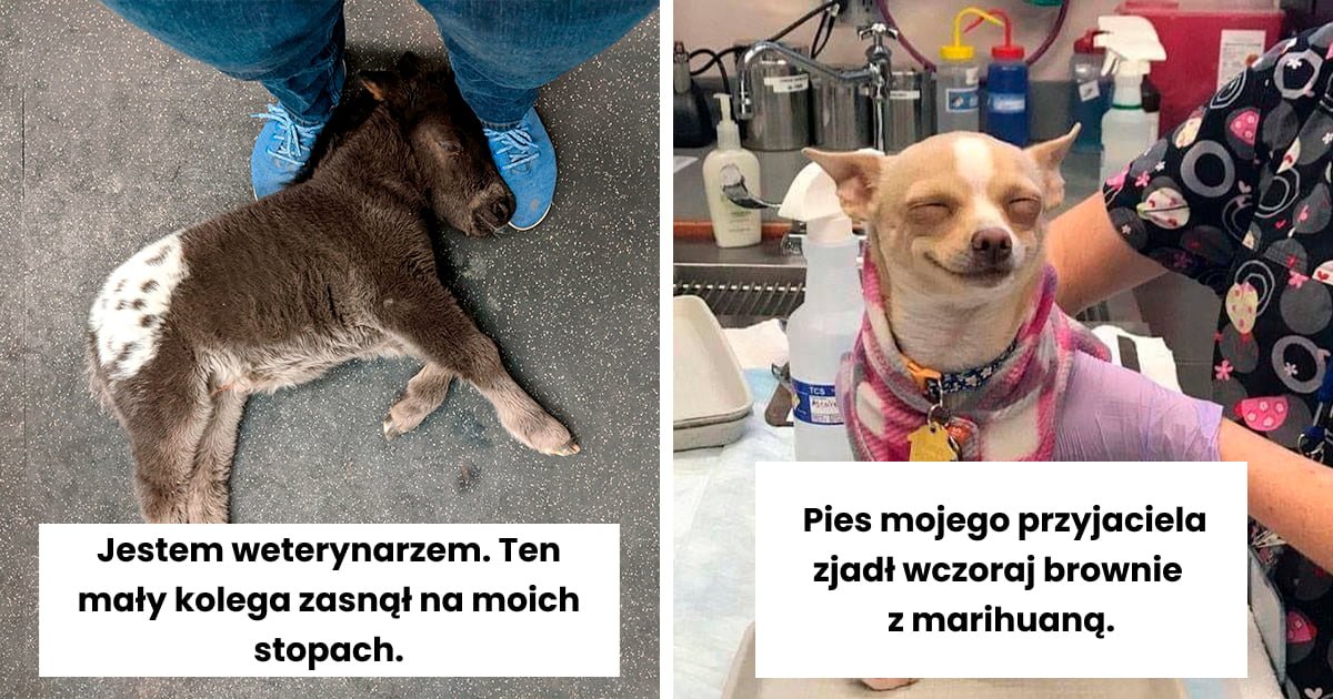 Read more about the article 50 rozkosznych zdjęć zwierząt, dla których wizyta u weterynarza nie jest karą, lecz nagrodą