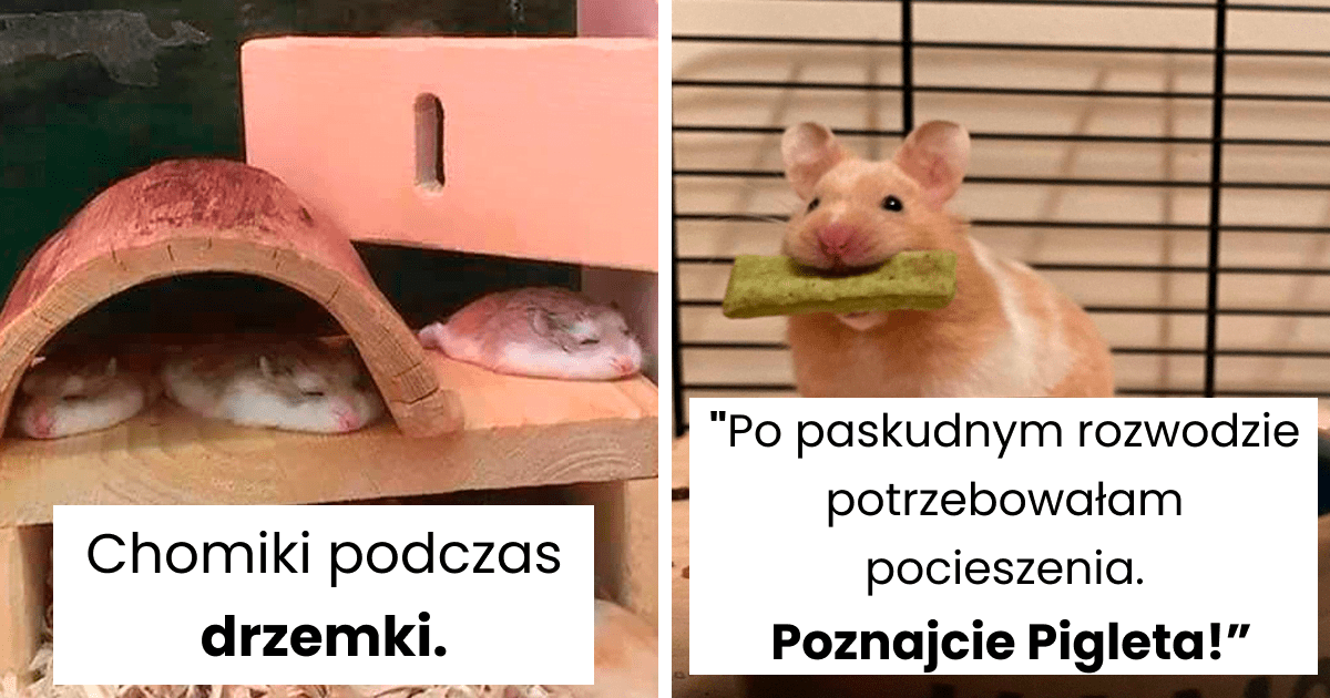Read more about the article 40 najsłodszych zdjęć chomików, jakie można znaleźć w Internecie