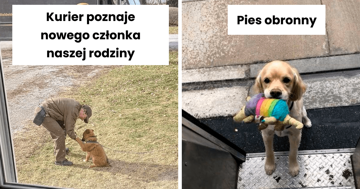 Read more about the article 25 śmiesznych zdjęć psów, które zostały uwiecznione przez kurierów podczas pracy