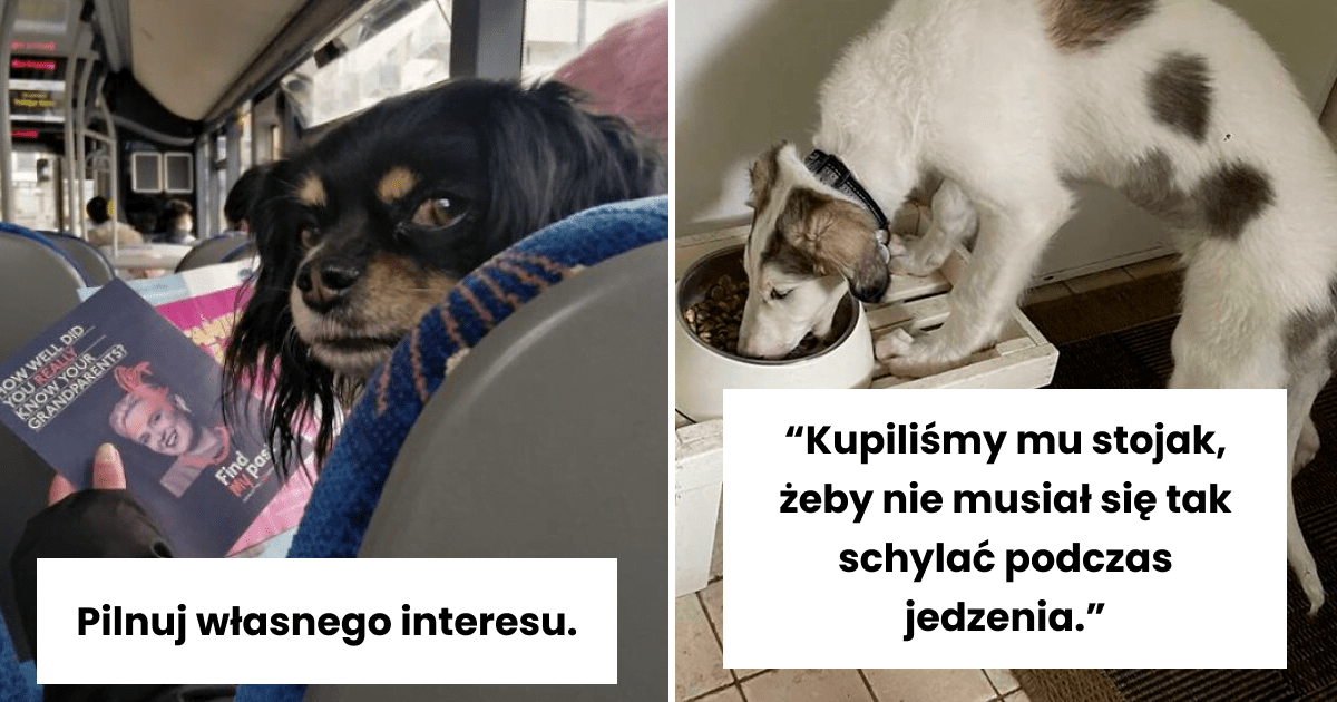 Read more about the article 37 zabawnych zdjęć, na których psy najwyraźniej zapomniałych psich zwyczajów (nowe zdjęcia)